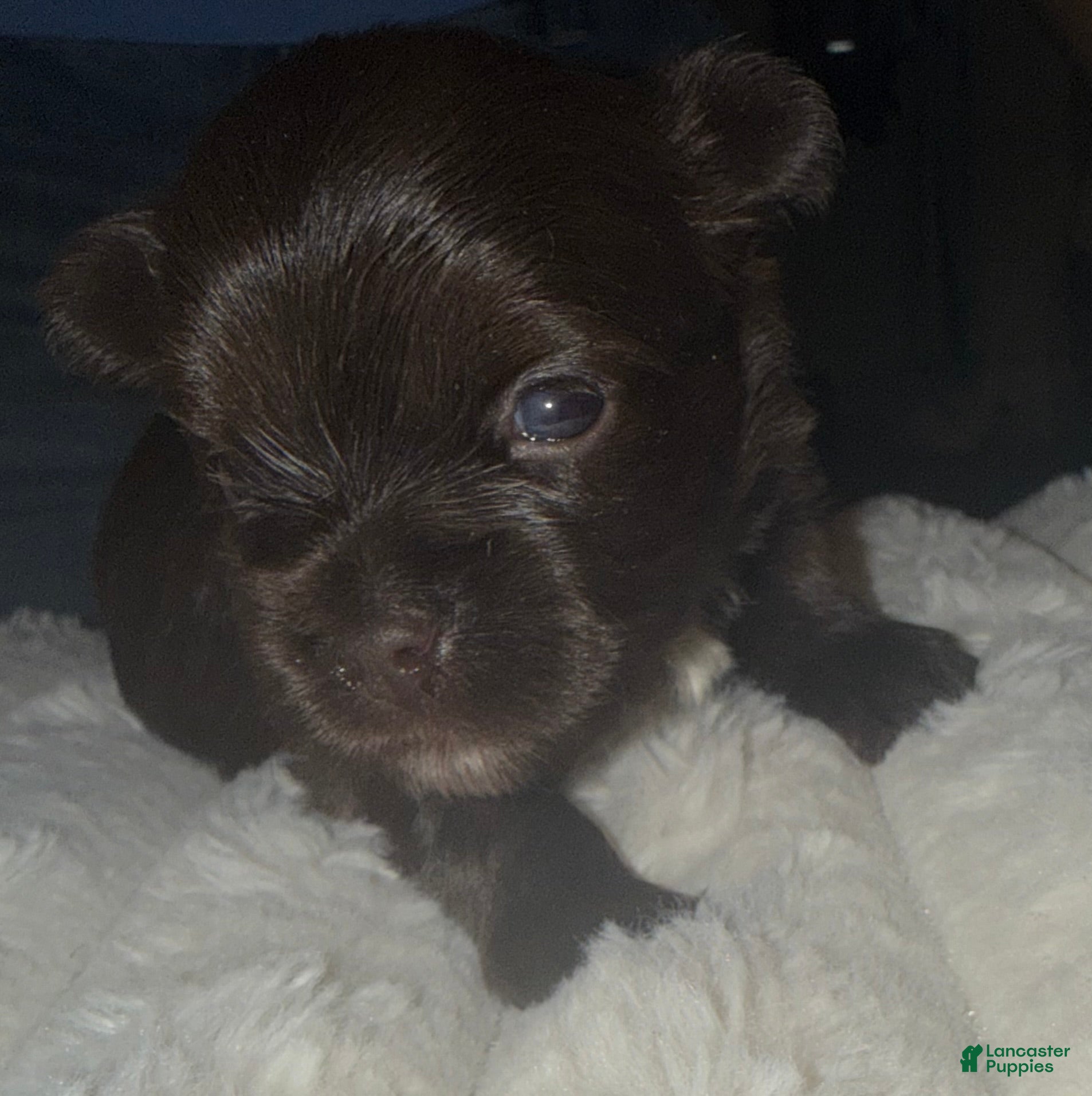 Yorkshire Terrier dogs Mocha - Ad 1