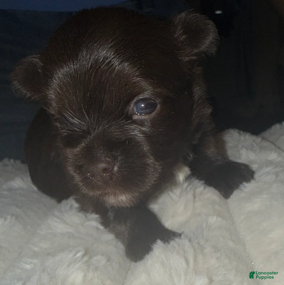 Yorkshire Terrier dogs for sale: Mocha - Ad 1