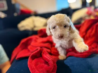 Aussiedoodle dogs Pearl - Ad 8