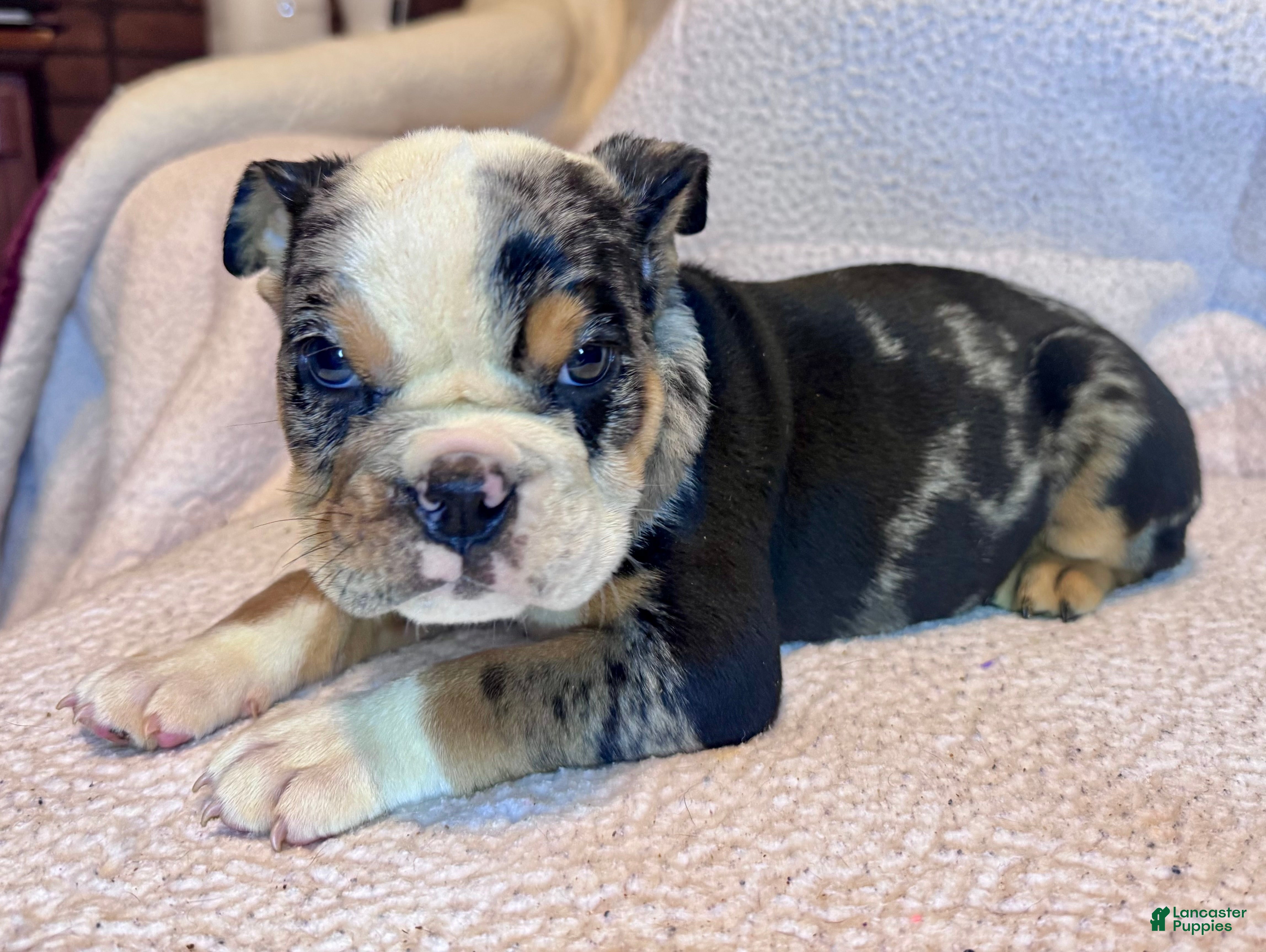 English Bulldog dogs Skittles - Ad 10
