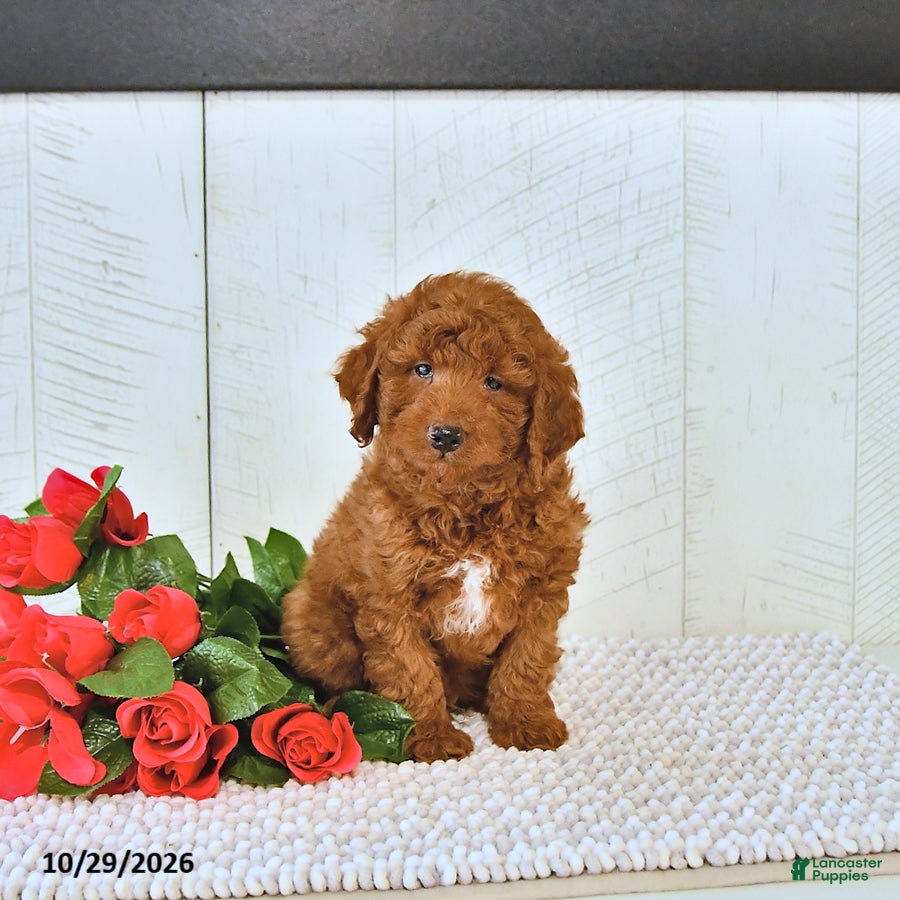 Mini Goldendoodle dogs for sale: Pumpkin  - Ad 2