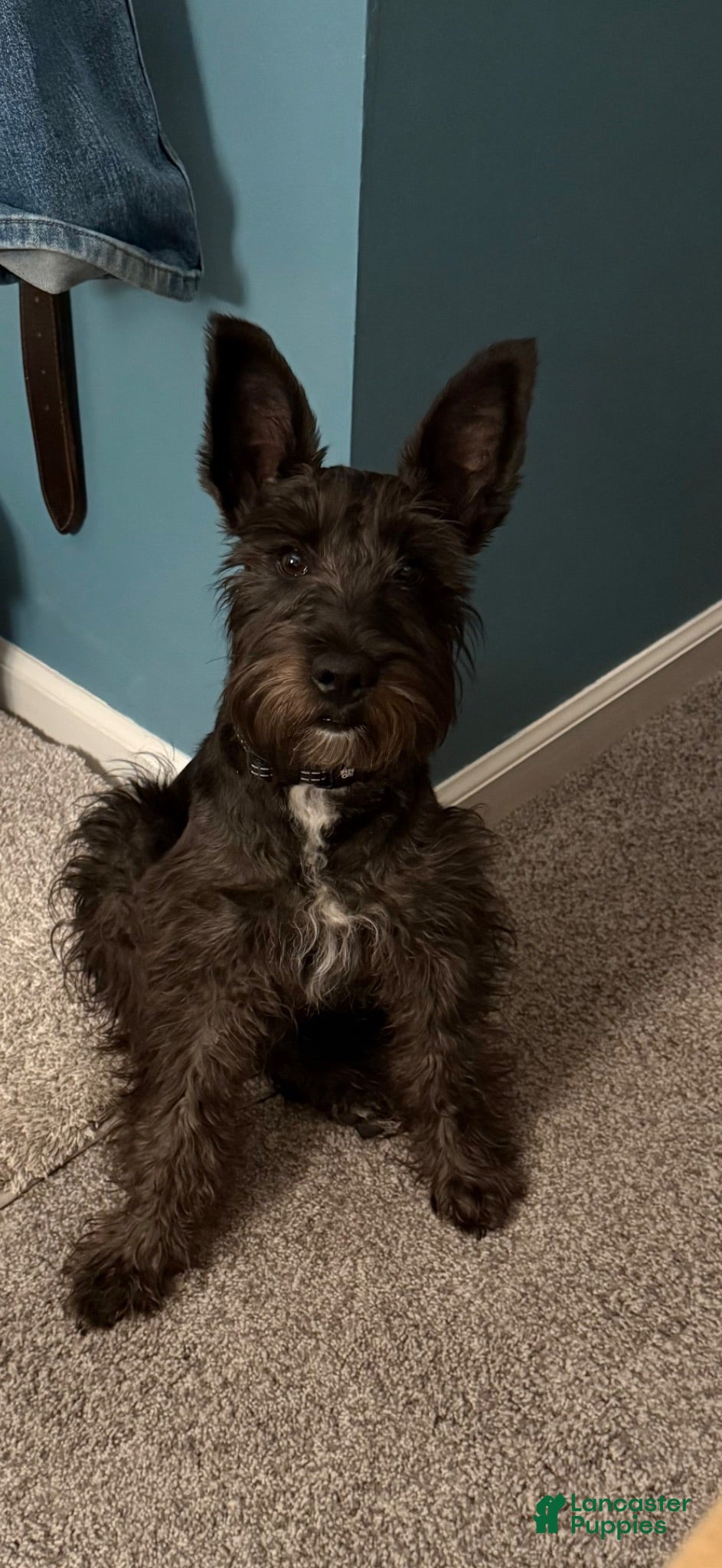 Miniature Schnauzer dogs Miniature Schnauzer 1 - Ad 1