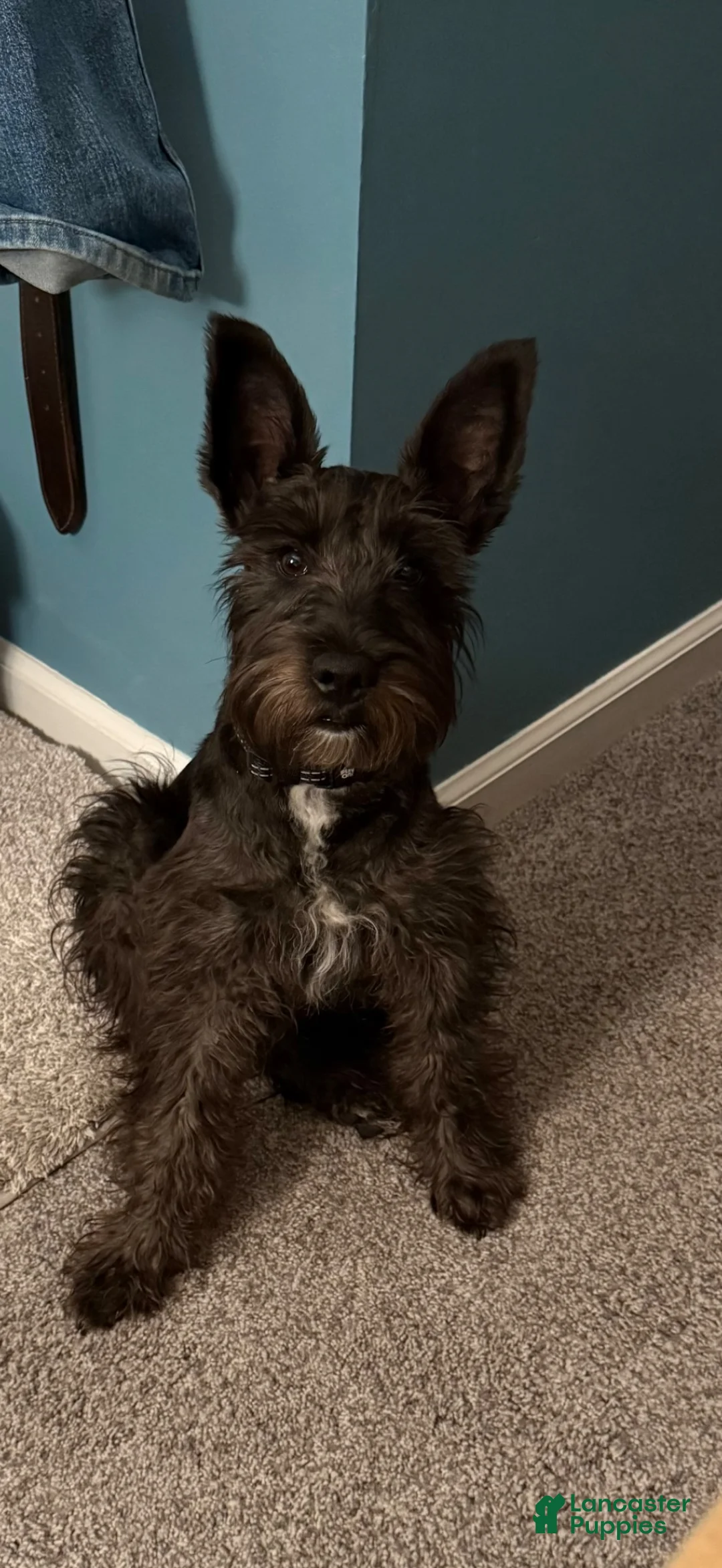 Miniature Schnauzer dogs for sale: Miniature Schnauzer 1 - Ad 1