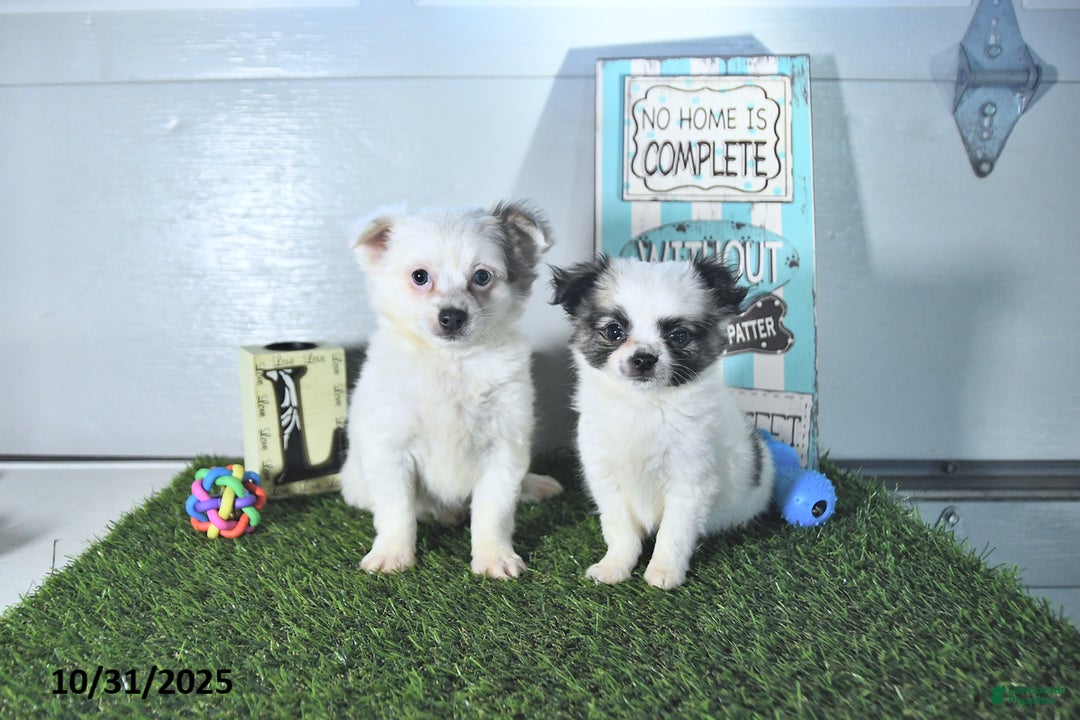Chihuahua dogs for sale: Beau - Ad 13