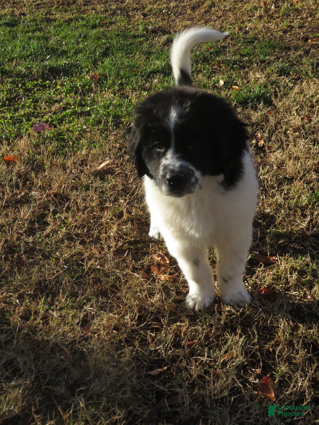 Newfoundland dogs for sale: Marcie - Ad 16