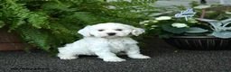 Cockapoo dogs for sale: Carmen - Ad 3
