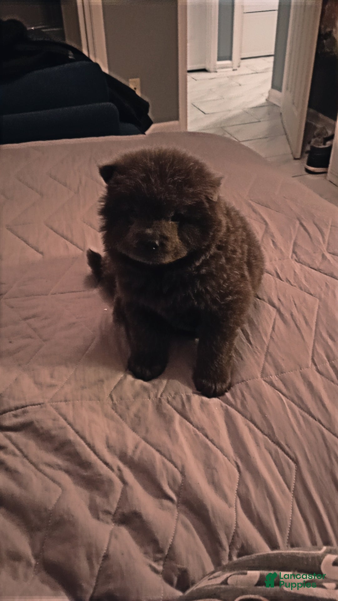 Chow Chow dogs for sale: Belle - Ad 4