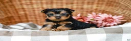 Yorkshire Terrier dogs for sale: Mocha - Ad 2