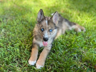 Lab Shepsky Gerberian Shepsky puppies for sale | Lancaster Puppies