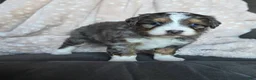 Mini Bernedoodle dogs for sale: Mini Chloe - Ad 9