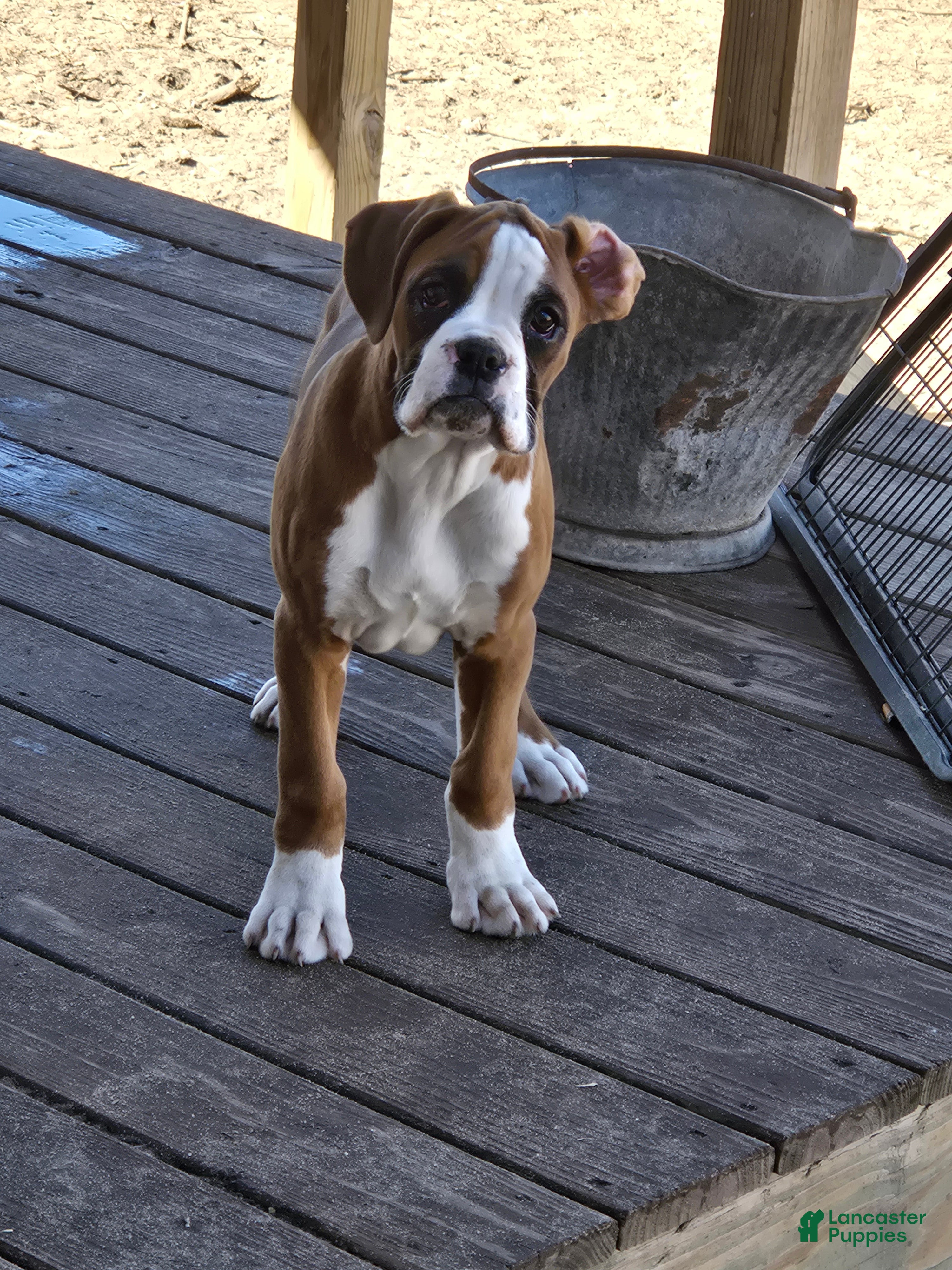 Boxer dogs Buddy - Ad 1
