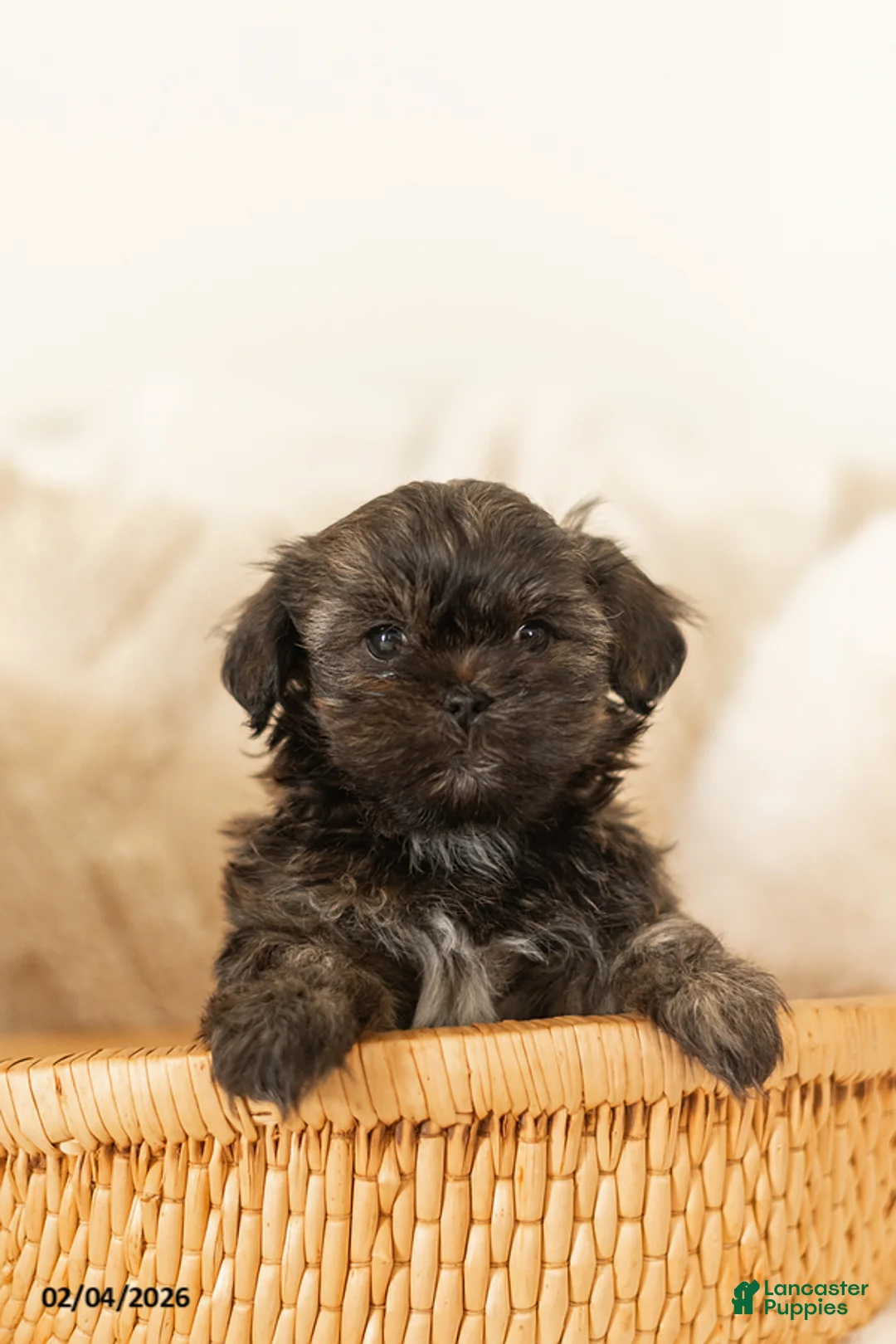 Teddy Bear dogs for sale: Rocky - Ad 1