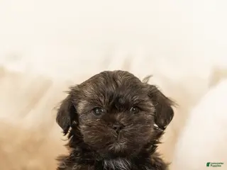 Teddy Bear dogs Rocky - Ad 14