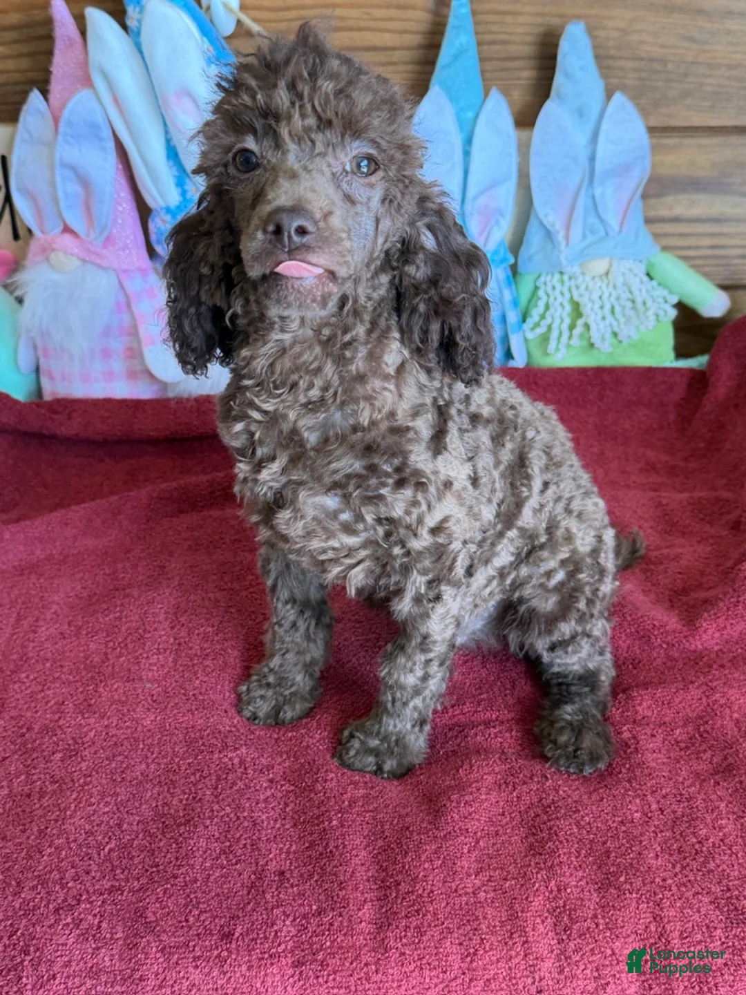 Toy Poodle dogs for sale: Hank - Ad 2
