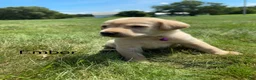 Labrador Retriever dogs for sale:  Ember - Ad 7