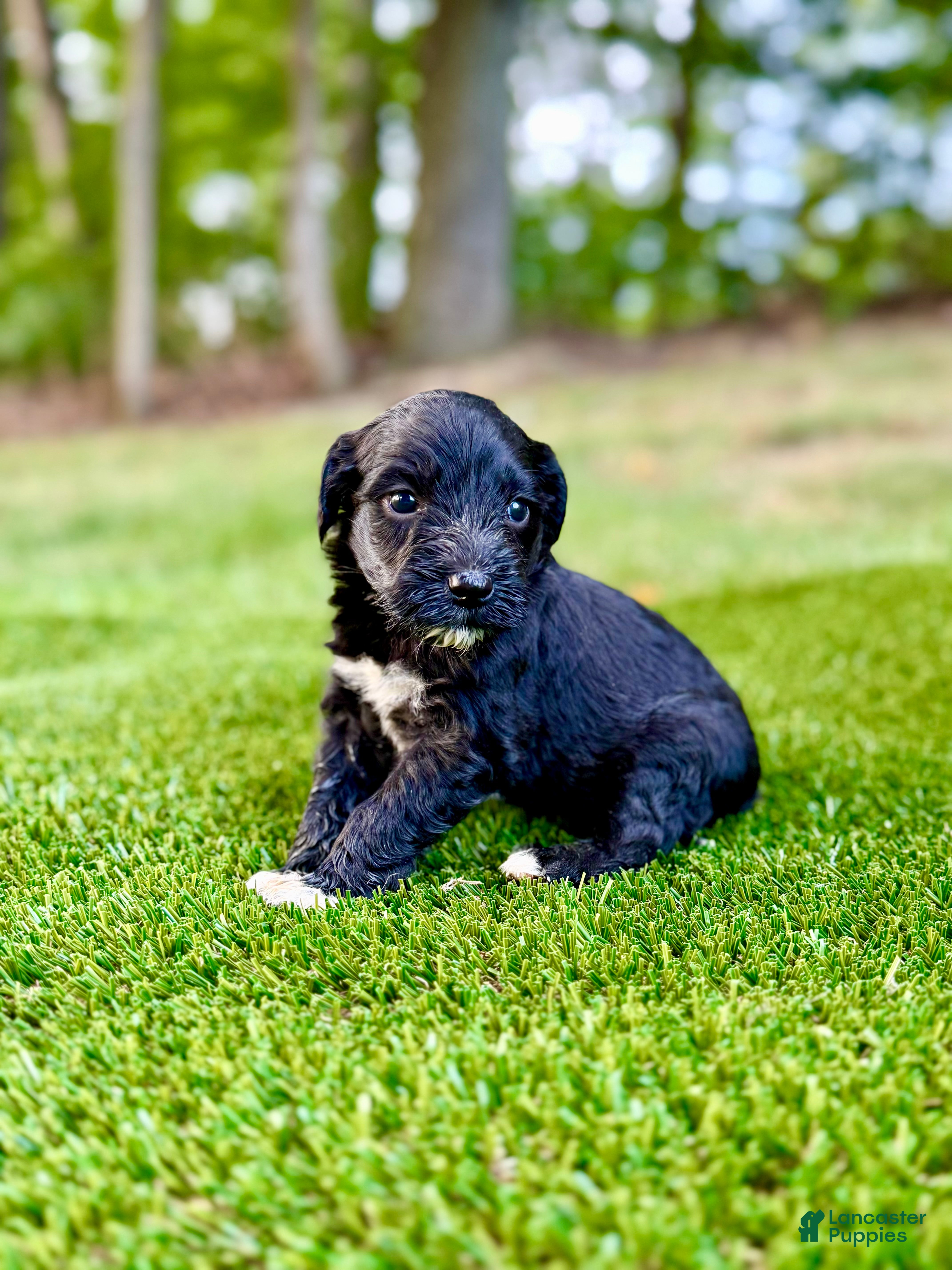 Portuguese Water Dog dogs Oscar - Ad 1