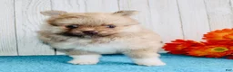 Pomeranian dogs for sale: Apollo - Ad 6