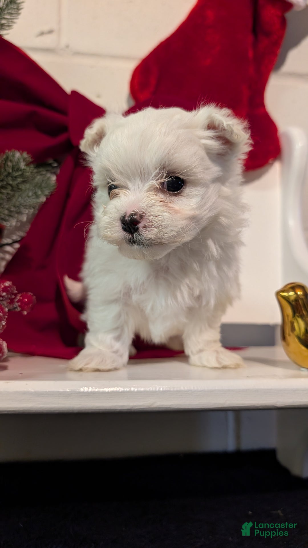 Maltese dogs for sale: King - Ad 9