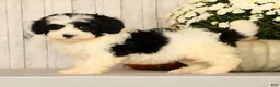 Mini Bernedoodle dogs for sale: Grace - Ad 3