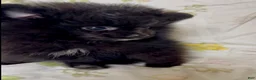 Pomeranian dogs for sale: Trinity  - Ad 16