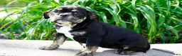 English Bulldog dogs for sale: Eleanor Female  - Ad 5
