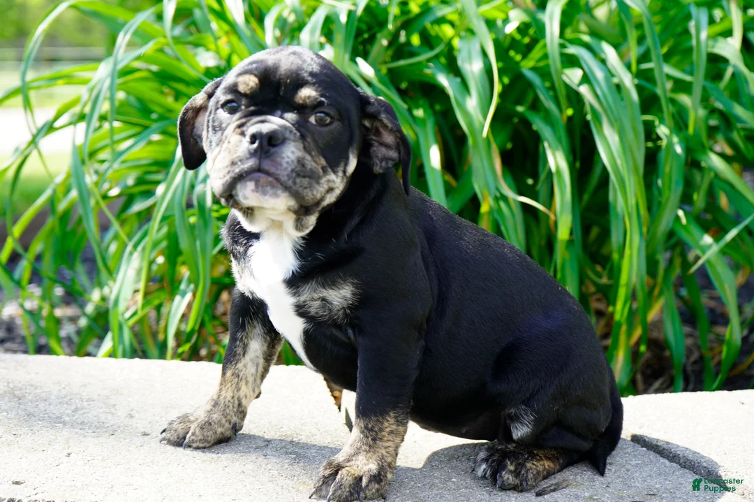 English Bulldog dogs for sale: Eleanor Female  - Ad 5
