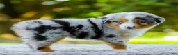 Miniature Australian Shepherd dogs for sale: Lynn - Ad 5