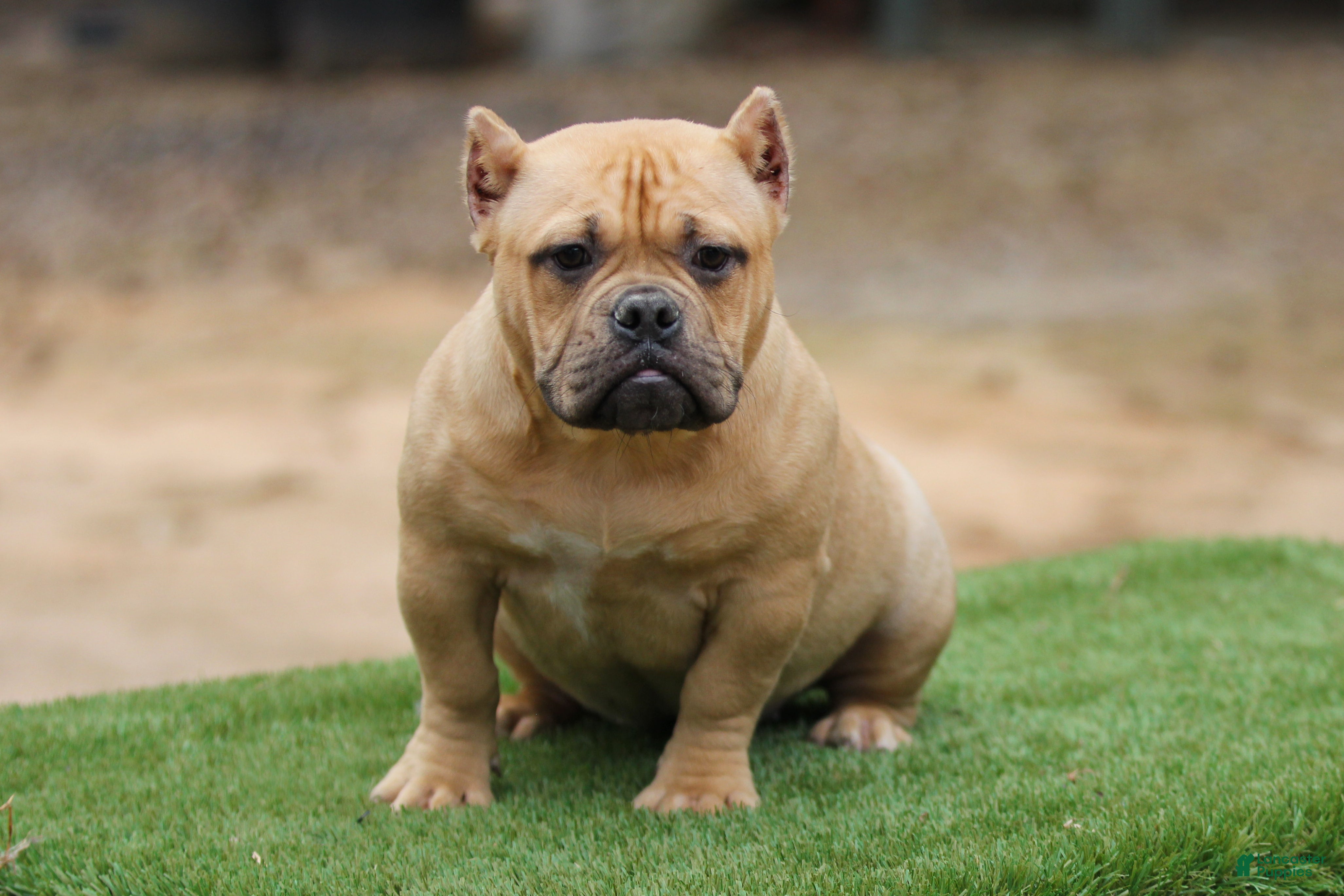 American Bully dogs Fawn Female - Ad 1