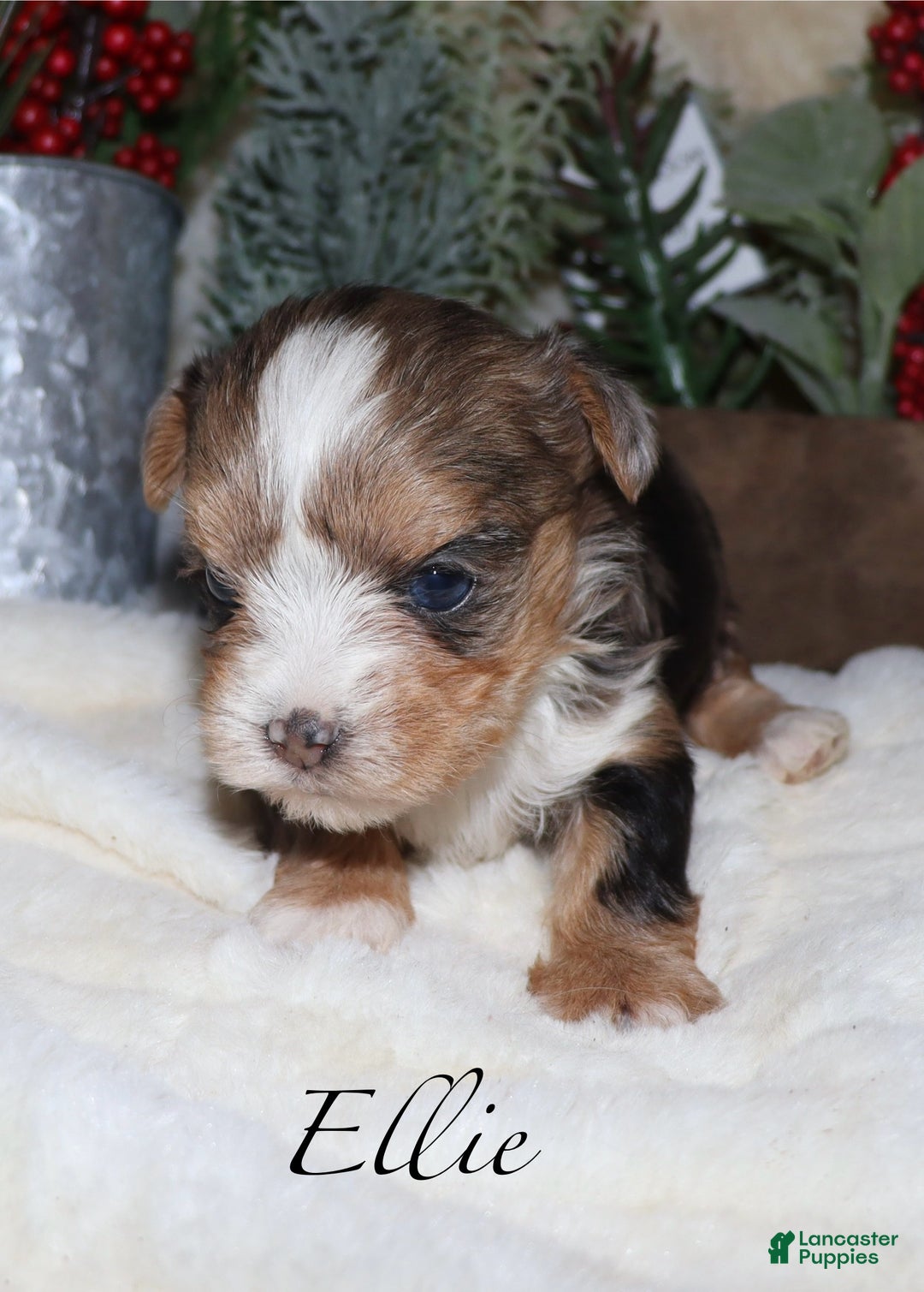 Yorkshire Terrier dogs for sale: Ella - blue merle - Ad 9