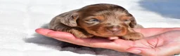 Miniature Dachshund dogs for sale: Harper - Ad 3