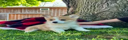 Welsh Corgi Pembroke dogs for sale: Theresa🐾❤️Akc Genetic Tested CLear ❤️ - Ad 2