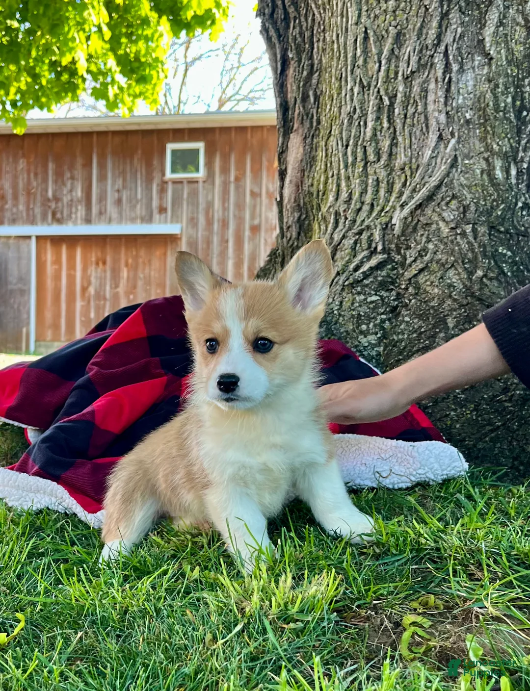 Welsh Corgi Pembroke dogs for sale: Theresa🐾❤️Akc Genetic Tested CLear ❤️ - Ad 2