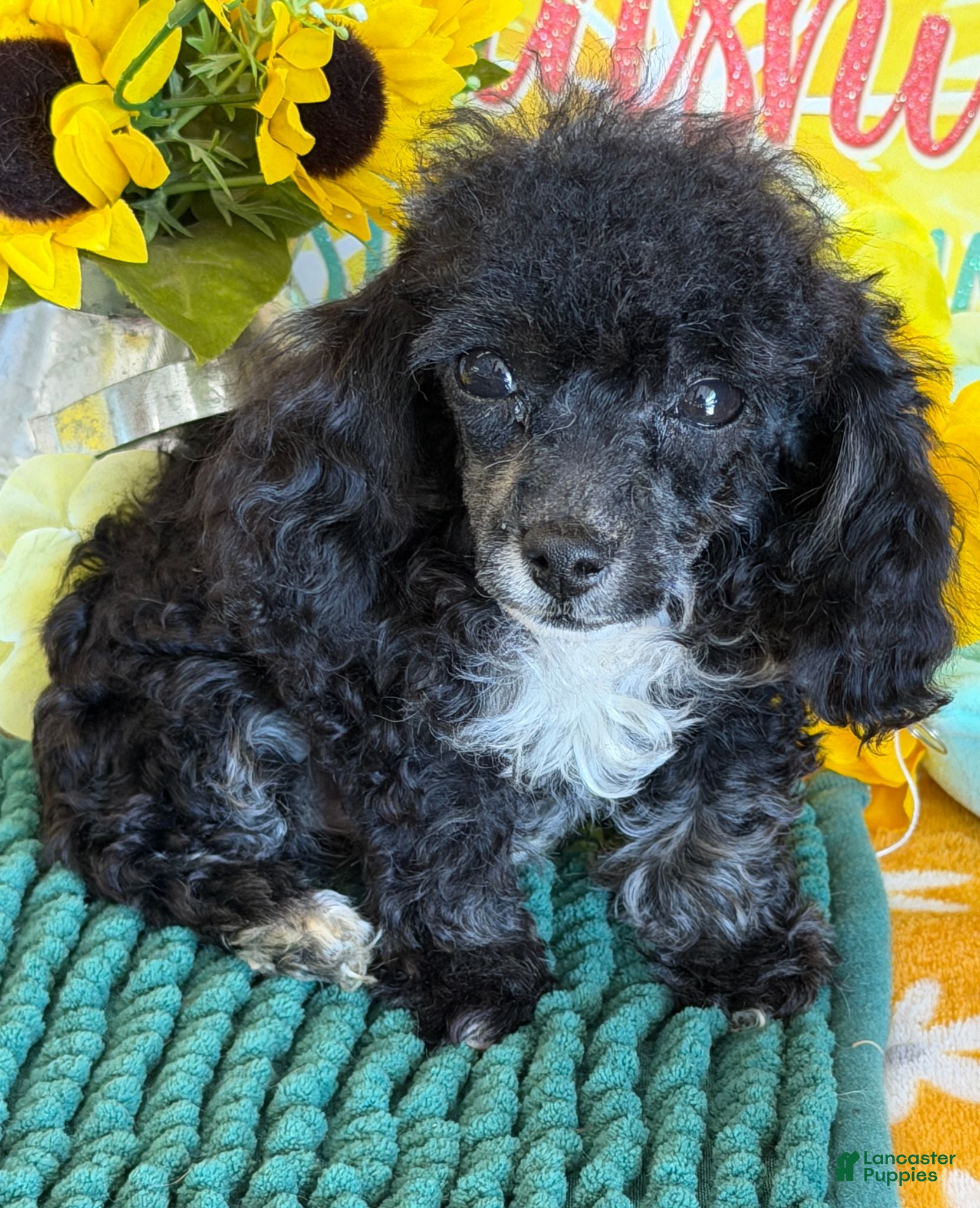Toy Poodle dogs Cory - Ad 13