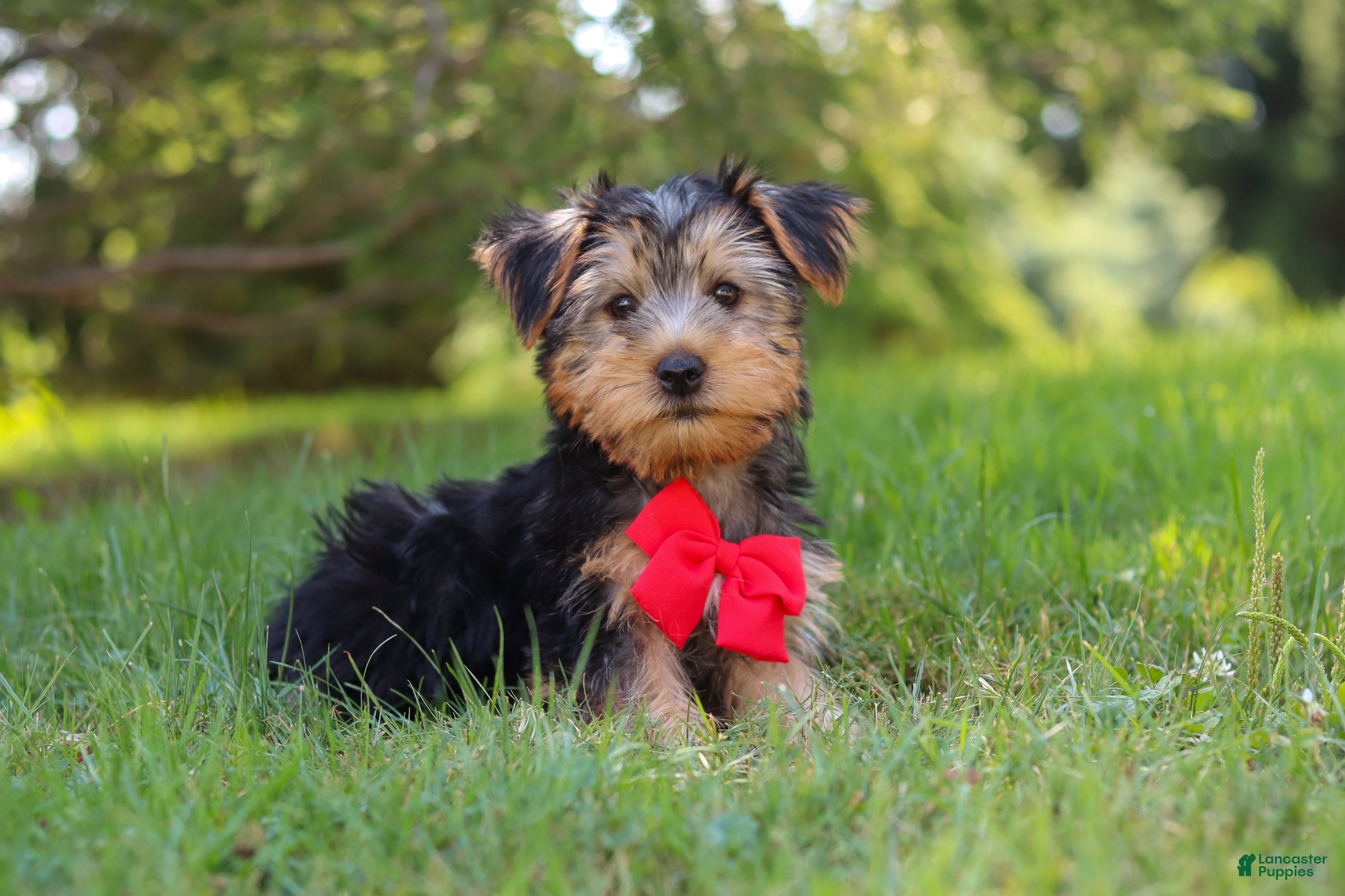 Morkie dogs Marcus - Ad 1