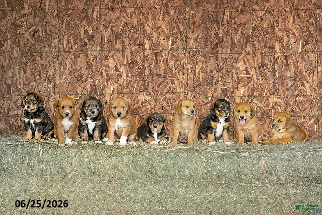 Mixed Breed dogs for sale: Bailey - Ad 3