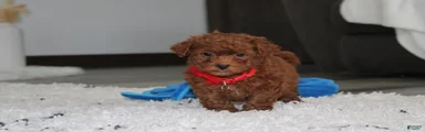 Simba