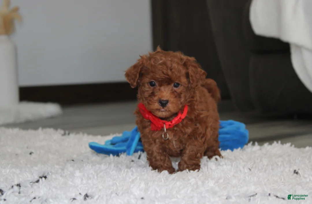 Bichpoo dogs for sale: Simba - Ad 1