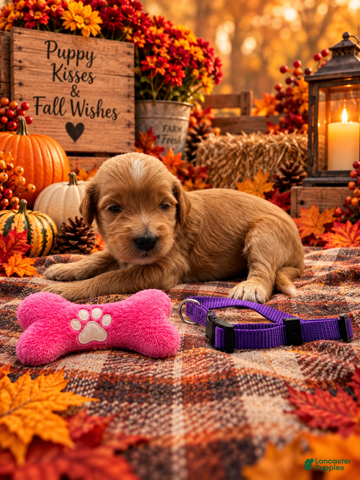 Goldendoodle dogs Faith - Purple Collar - Ad 32