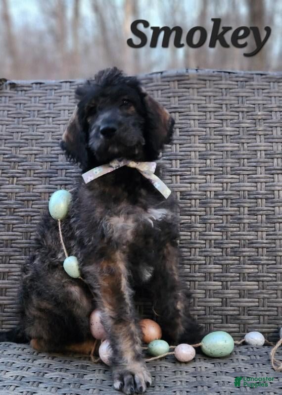 Labradoodle dogs Smokey - Ad 36