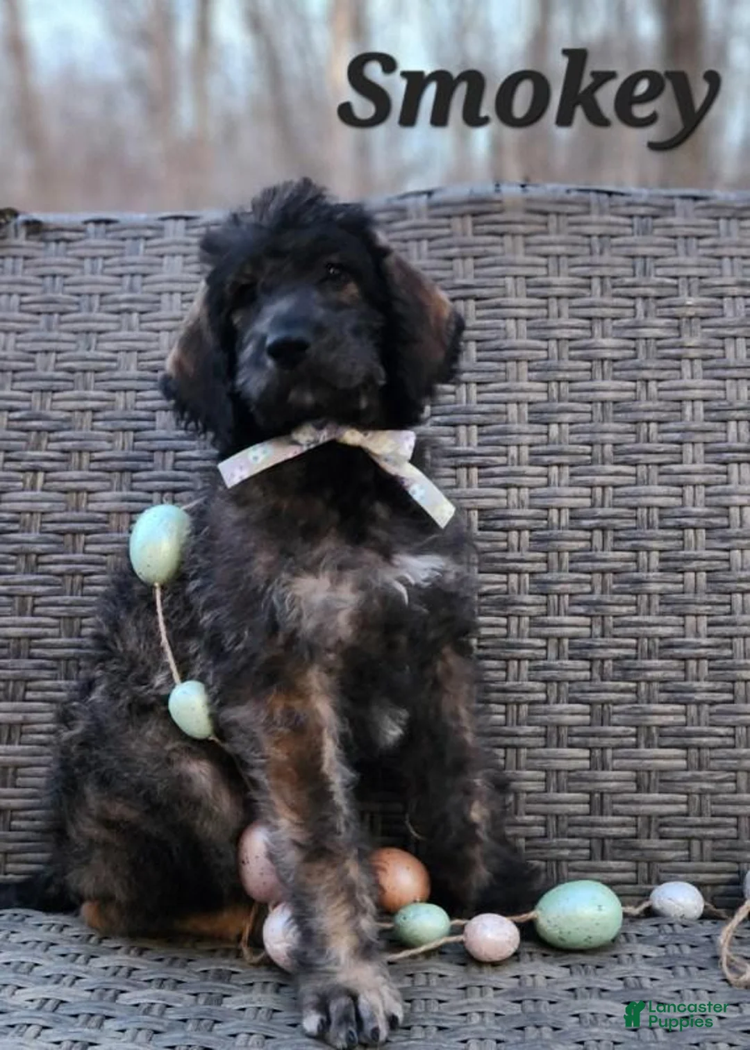 Labradoodle dogs for sale: Smokey - Ad 1