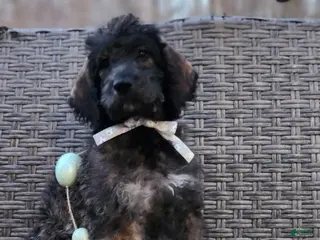 Labradoodle dogs Smokey - Ad 34