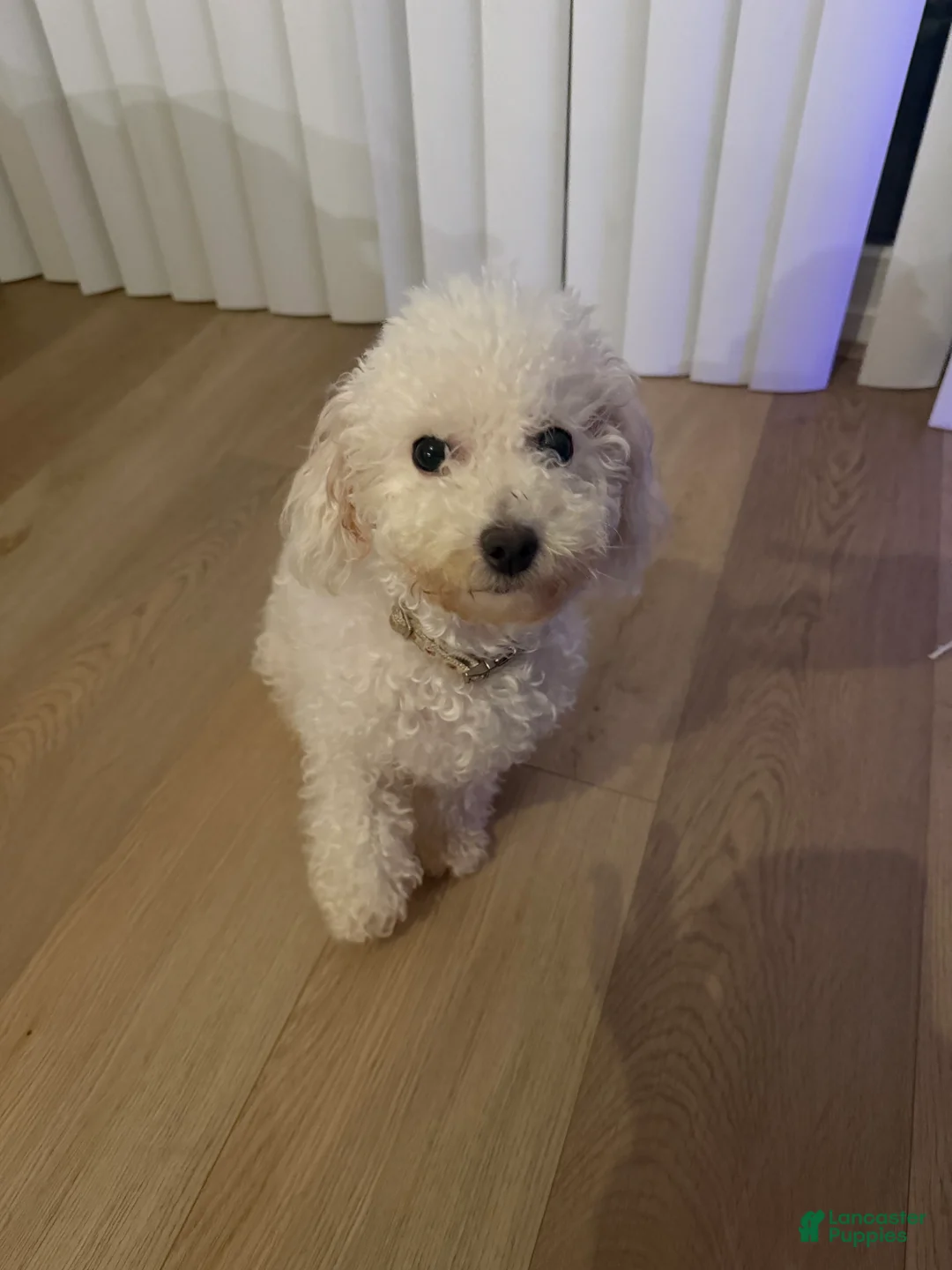 Mixed Breed dogs for sale: Peanut - Ad 2