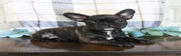 Frenchton dogs for sale: Jayda - Ad 5