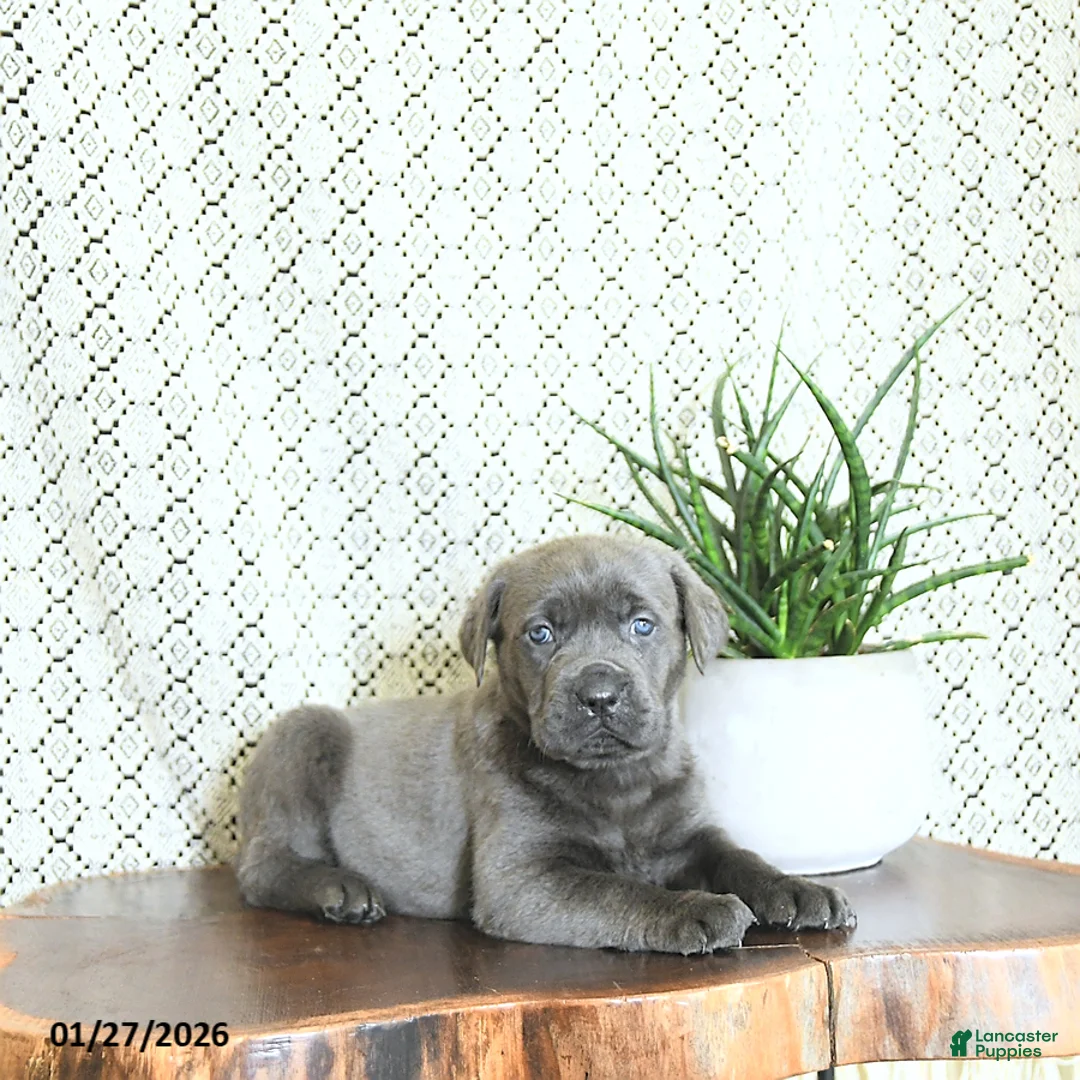 Cane Corso dogs for sale: Bella   - Ad 5