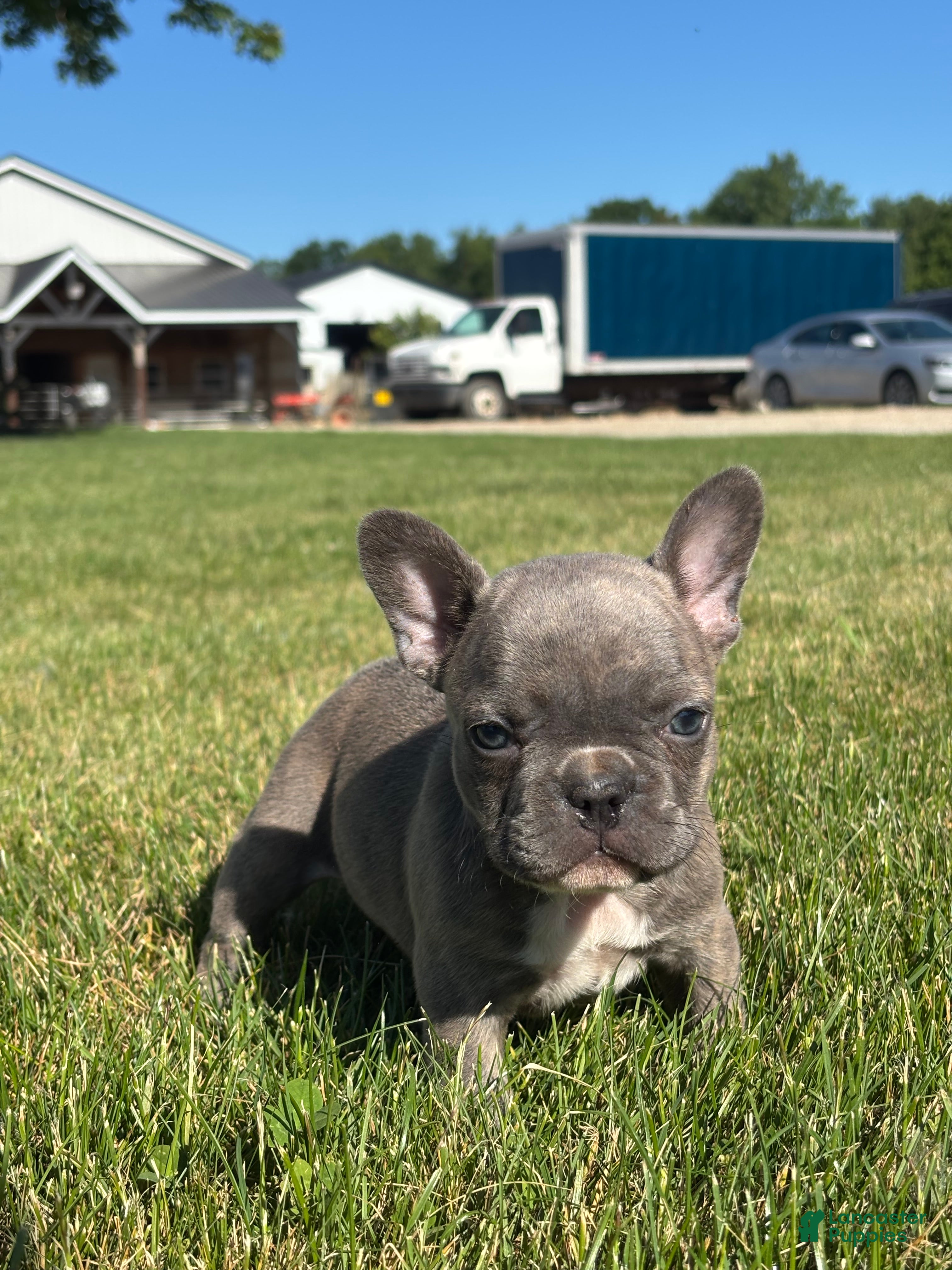 French Bulldog dogs Rachel - Ad 2