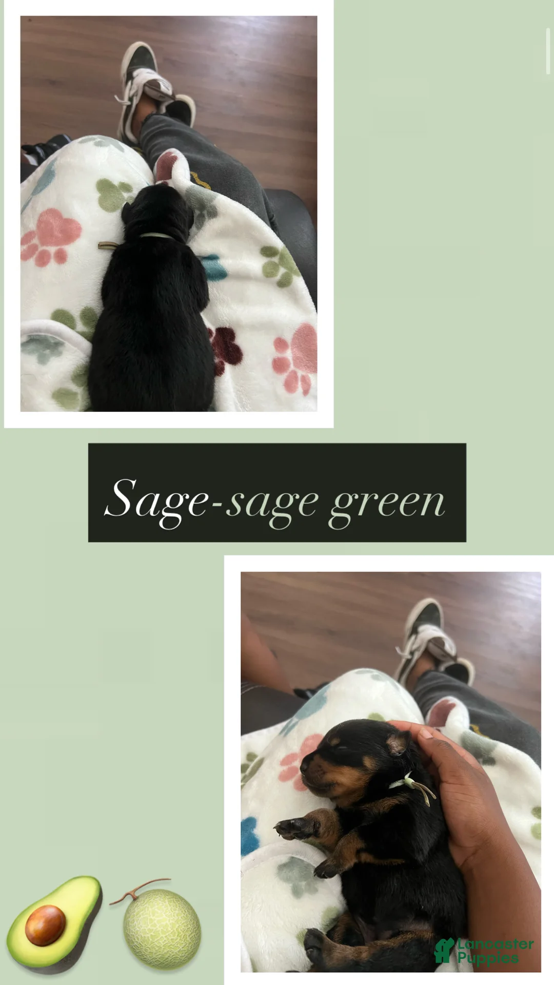 Rottweiler dogs for sale: Sage - Ad 1