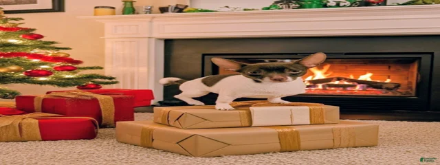 Django
