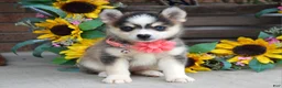 Pomsky dogs for sale: Paisley  - Ad 10