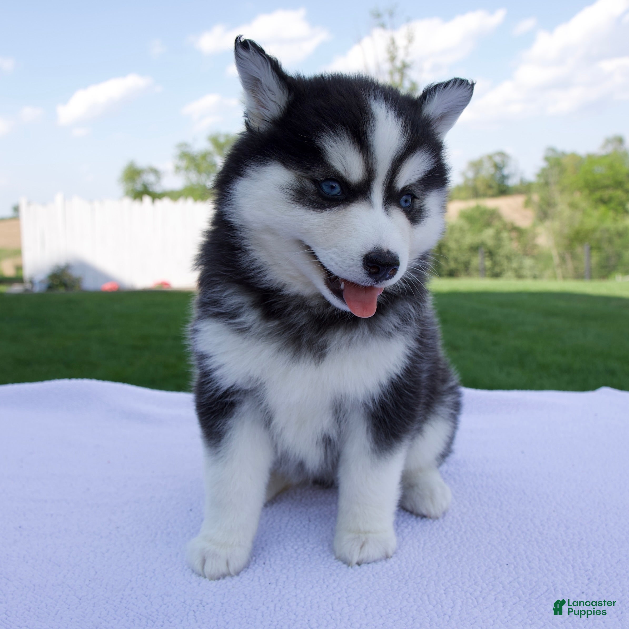 Pomsky dogs Sadie - Ad 1