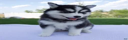 Pomsky dogs for sale: Sadie - Ad 1